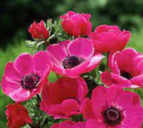 ANEMONE de Caen Sylphide BULB SIZE 5/6cm