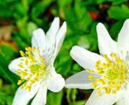 ANEMONE nemerosa (wood anemone) topsize