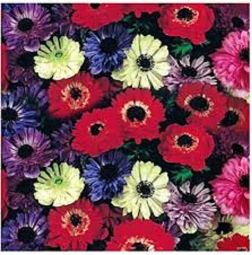 ANEMONE St. Brigid BULB SIZE 5/6cm