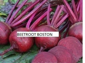 Beetroot Boston