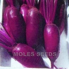 Beetroot Cylindra