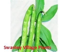 Broad Bean Imperial Green Longpod