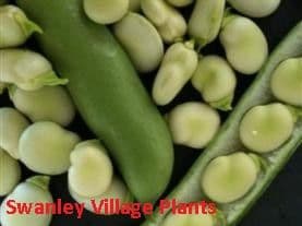 Broad Bean Monica