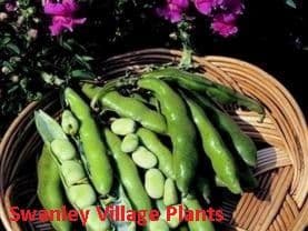 Broad Bean The Sutton Dwarf