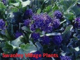 Broccoli Purple Sprouting Cardinal