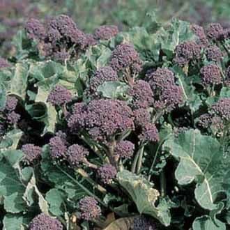 Broccoli Purple Sprouting Early