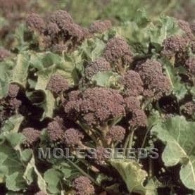 Broccoli Purple Sprouting Rudolph
