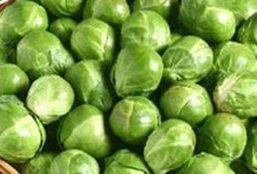 Brussels Sprout Bedford Darkmar 21
