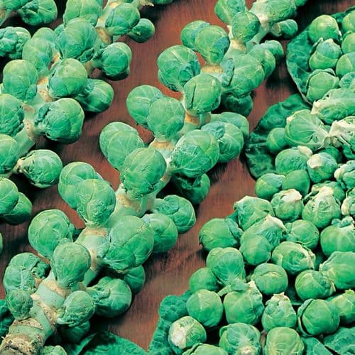 Brussels Sprout Evesham Special