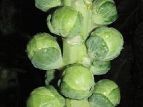 Brussels Sprout F1 Brest