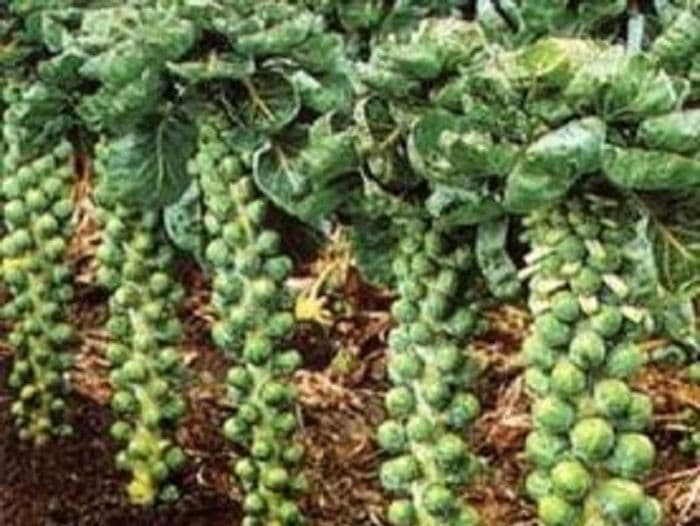 Brussels Sprout F1 Brigitte