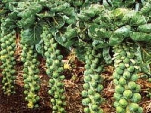 Brussels Sprout F1 Brigitte