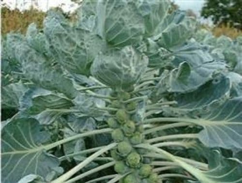 Brussels Sprout F1 Churchill