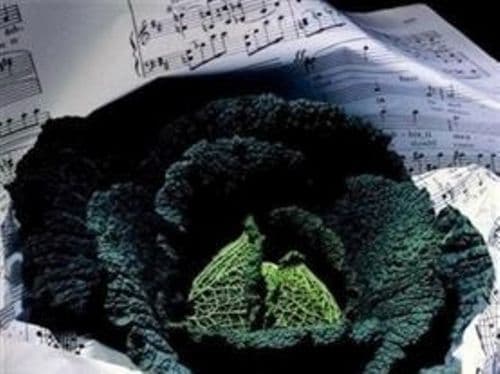 Cabbage F1 Rigoletto
