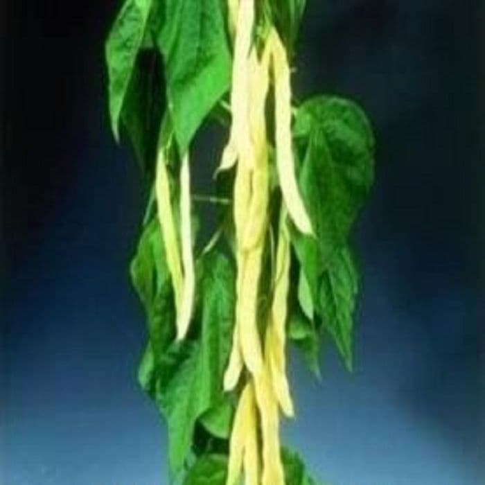 Climbing French Bean Goldfield