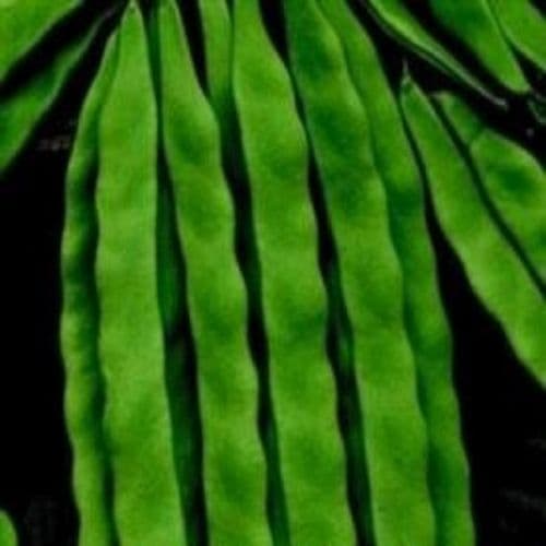 Climbing French Bean Limka