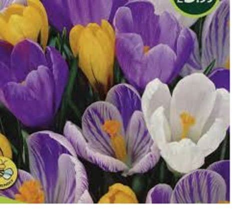 CROCUS Large Flowered Mixed BULB SIZE 7/8cm