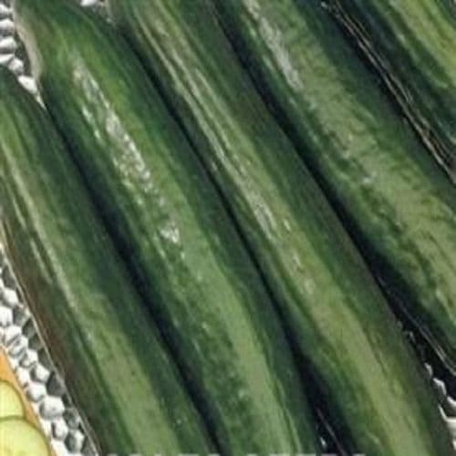 Cucumber F1 Burpless Tasty Green