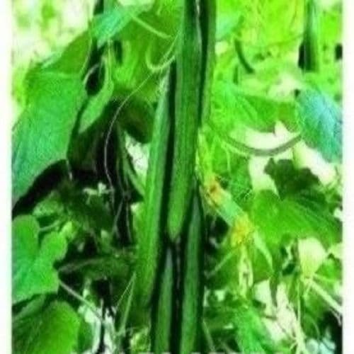 Cucumber F1 Femspot