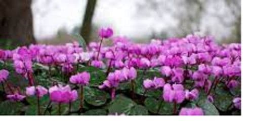 CYCLAMEN coum  CORN SIZE 13/15cm