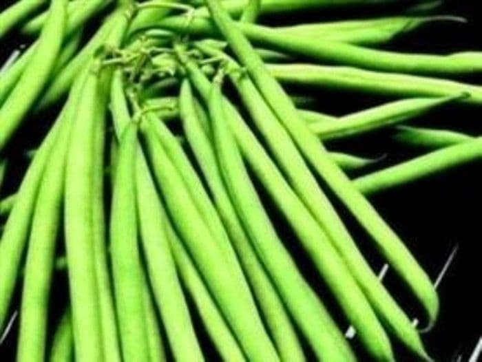 Dwarf French Bean Safari