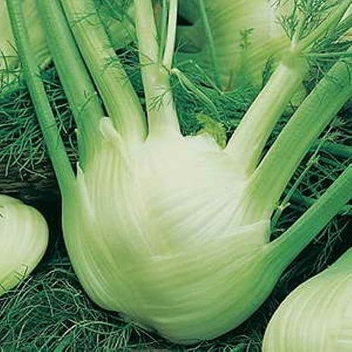 Florence Fennel Zefa Fino