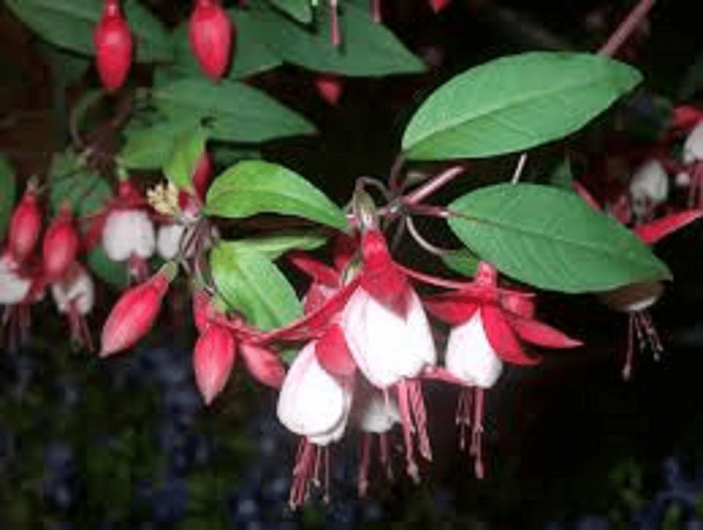 FUCHSIA AICE HOFFMAN PLUG PLANTS
