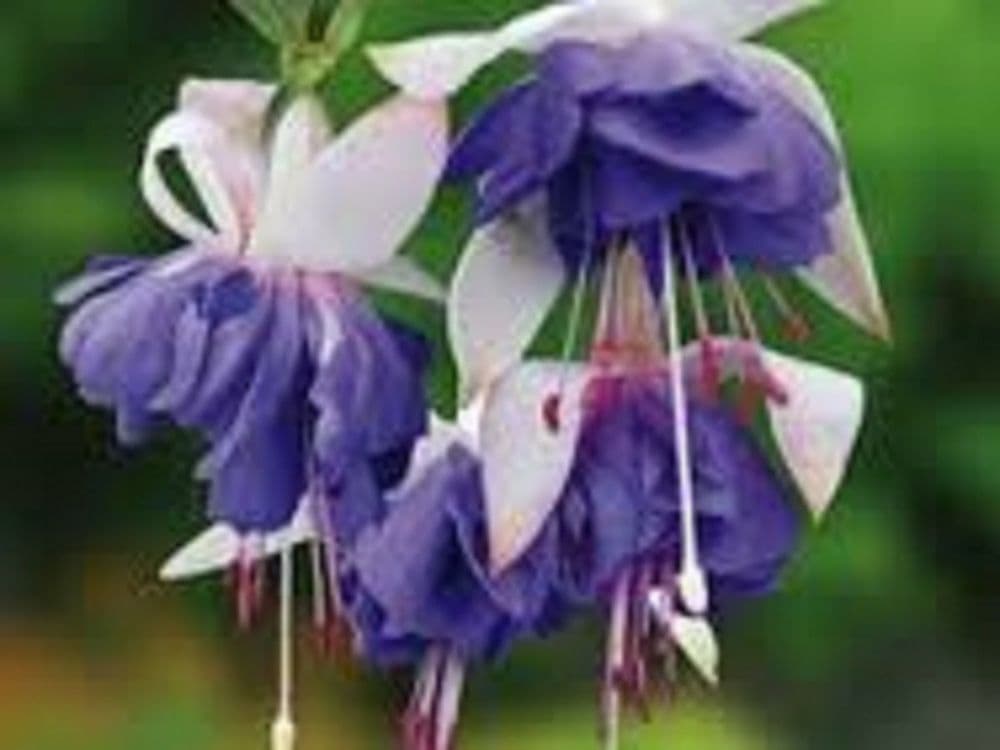 FUCHSIA   BLUE  ANGEL   .PLUG PLANTS
