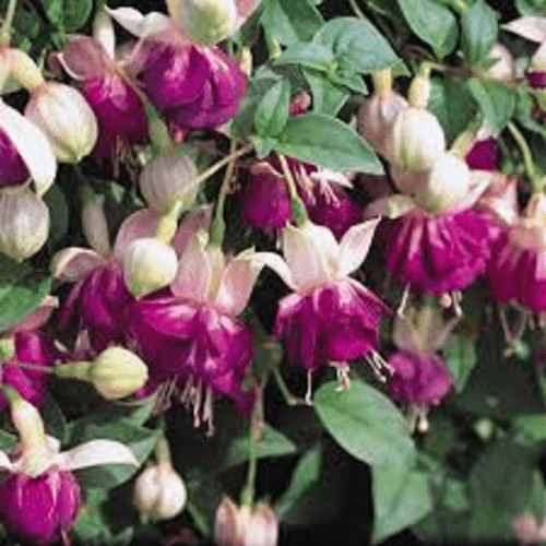FUCHSIA  EVA  BOERG   .   PLUG   PLANTS