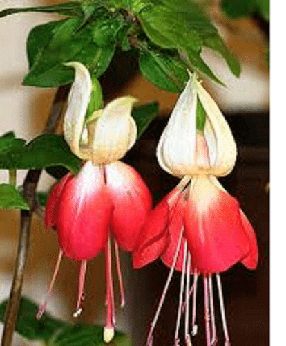 FUCHSIA FROSTED FLAME . PLUG PLANTS