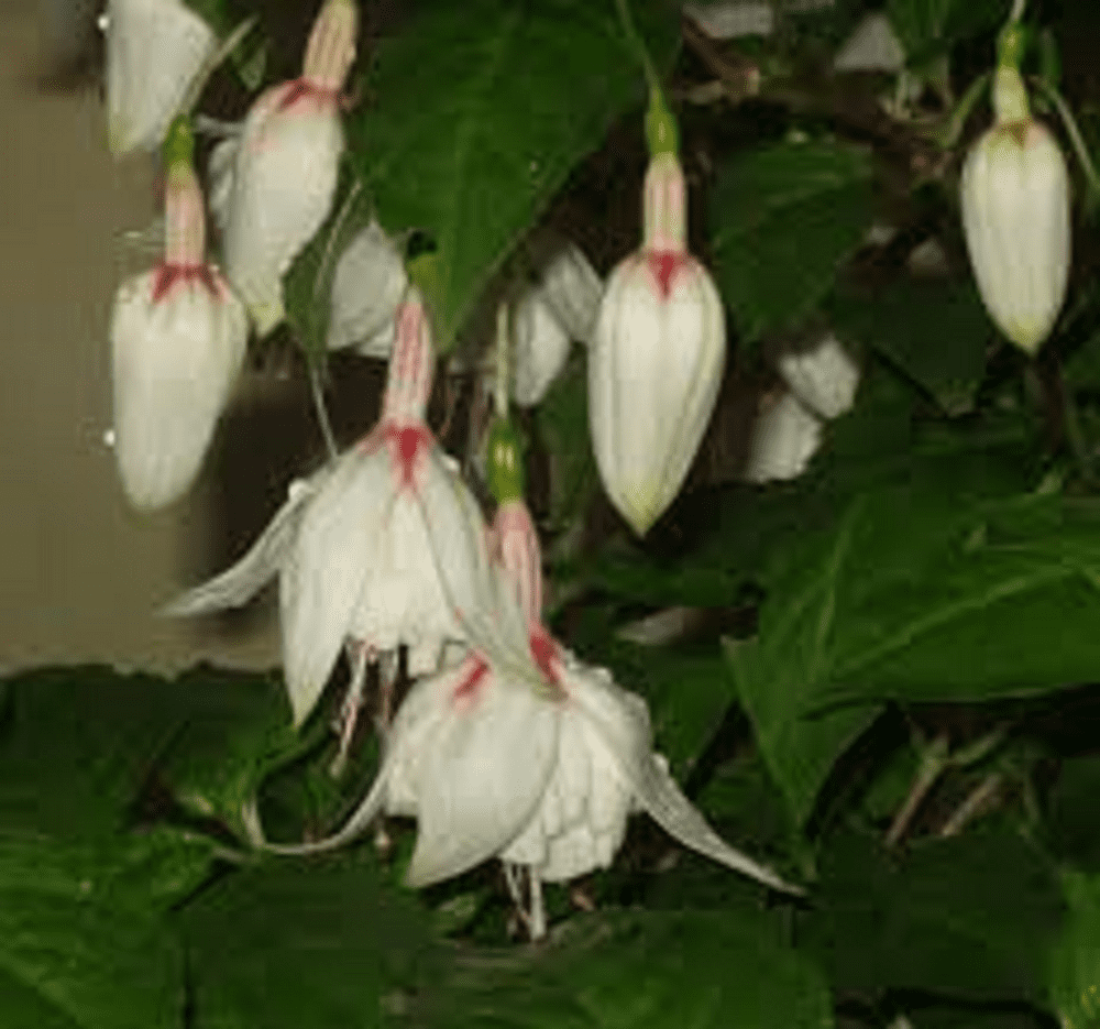 FUCHSIA  HAPPY WEDDING DAY   PLUG PLANTS