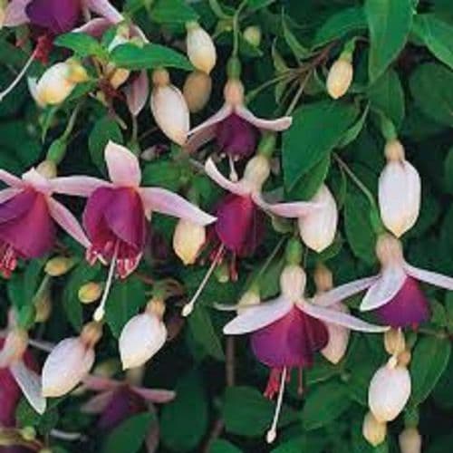 FUCHSIA  LA  CAMPANELLA