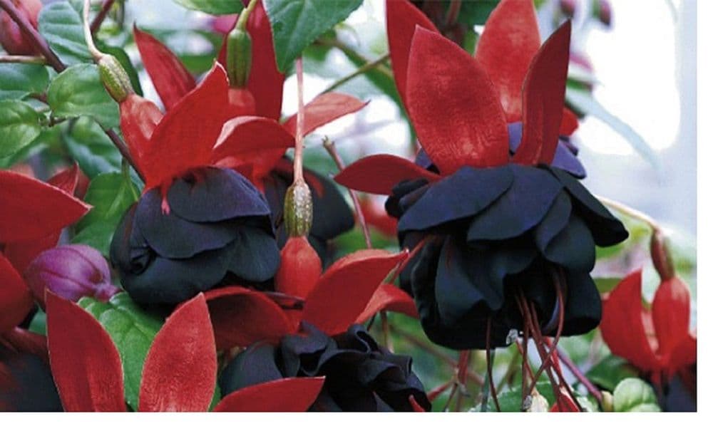 FUCHSIA   MAXIMA    PLUG PLANTS