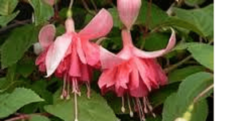 FUCHSIA PEACHY . PLUG PLANTS