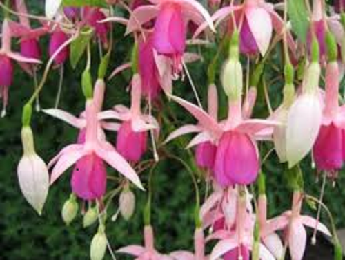 FUCHSIA PUTS FOLLY . PLUG PLANTS
