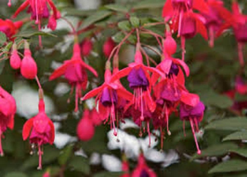 FUCHSIA    TOM   THUMB    PLUG   PLANTS