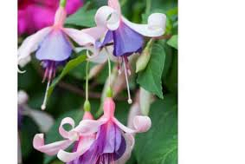 FUCHSIA TWIST AND SHOUT . PLUG PLANTS