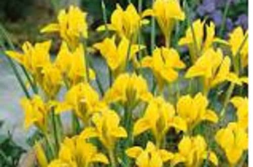IRIS danfordiae  BULB SIZE  5/6cm