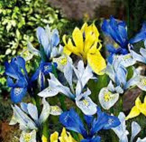 IRIS reticulata mixed BULB SIZE   5CM