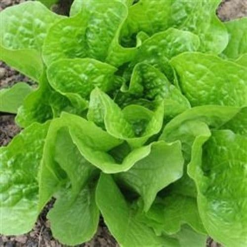 Lettuce Paris Island Cos
