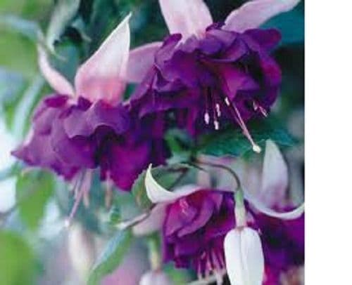 MIXED FUCHSIA COLLECTION Y . 15 PLUG PLANTS