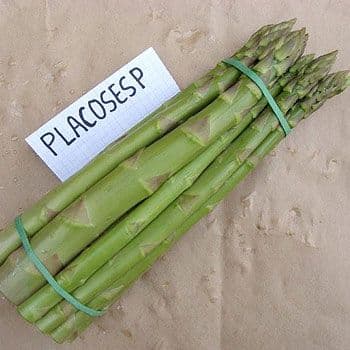 Placosesp Green