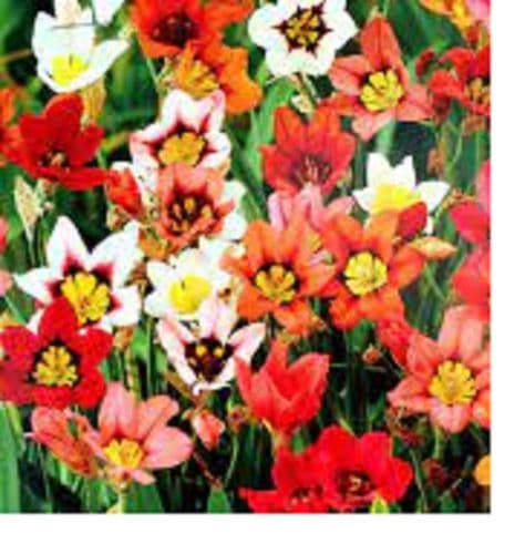 SPARAXIS Mixed  BULB SIZE   5/6cm