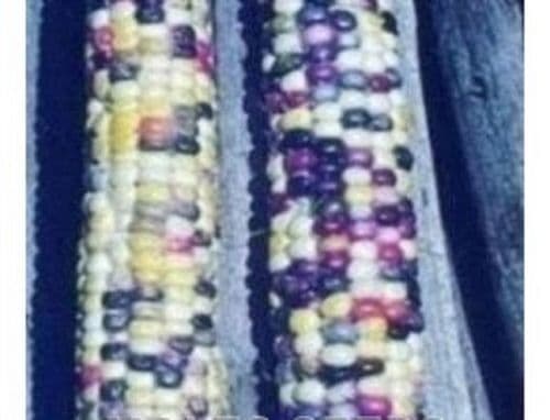 Sweetcorn Ornamental Fiesta