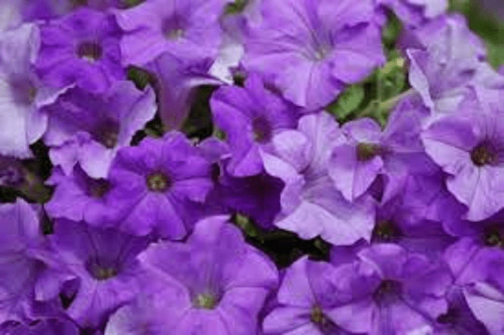 TRAILING PETUNIA SURFINIA HEAVENLY BLUE