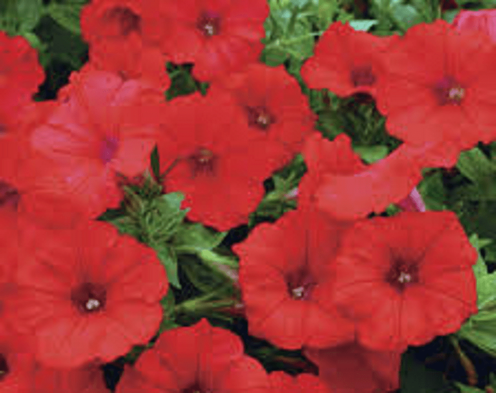 TRAILING PETUNIA SURFINIA SCARLET RED