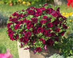 TRAILING PETUNIAS BURCUNDY PLUG PLANT S