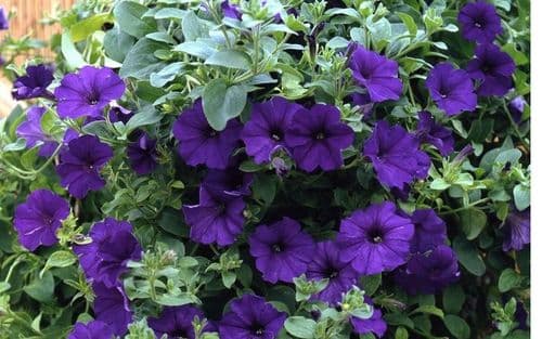 TRAILING PETUNIAS GAINT PURPLE PLUG PLANTS