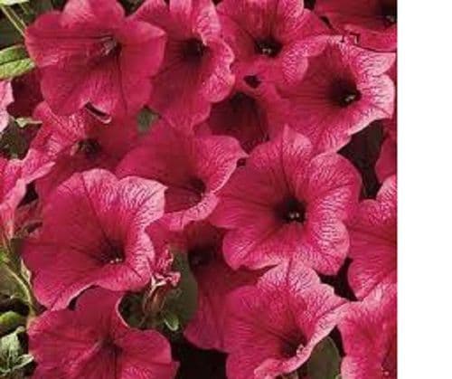 TRAILING PETUNIAS HOT RED PLUG PLANTS
