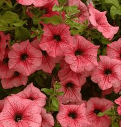 TRAILING PETUNIAS HOT SALMON
